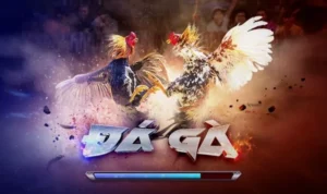 Đá Gà 3D Tại TK88