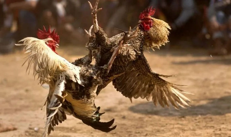 Đá Gà GA28 Tại TK88