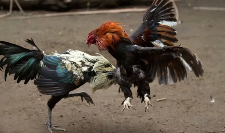 Đá Gà Sabong Tại TK88